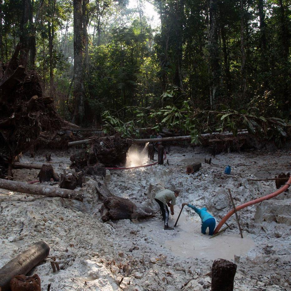 Interpol-led crackdown on environmental crime leads to 225 arrests in Latin America